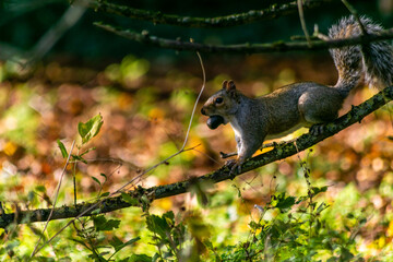 Grey squirrel sitting on a branch holding a big nut in mouth, british rodent in wildlife, animal profile view in bright colors