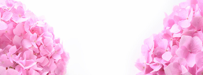 Banner of fresh pink hortensia flowers on white background. Floral greeting card with copy space.