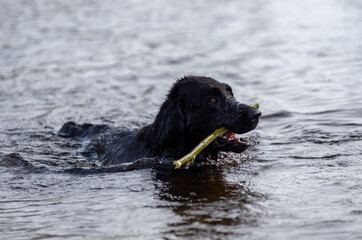black wet labrador retriever dog swims in the water with a wooden stick in its mouth