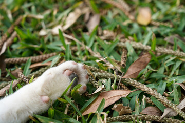 Obraz premium 猫の手 忙しい時に借りたいイメージ