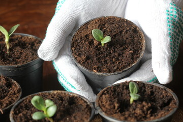 Gardening concept. Young seedling of artichokes growing in pot on windowsill . Hand holding artichoke seedling planted in pot