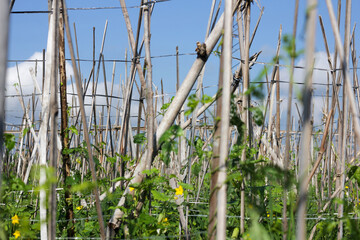 Obraz premium Long beans garden