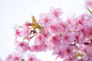 Fototapeta premium 河津桜