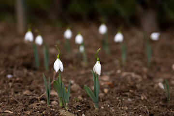 Close-up of fresh snowdrops in the garden