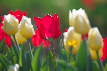 tulips in spring