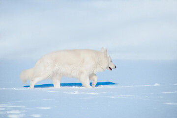 Obraz na płótnie Canvas The white wolf went hunting on a snowy day