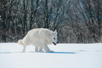 The white wolf went hunting on a snowy day