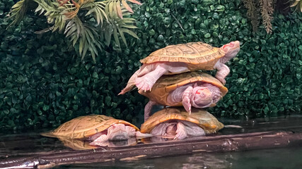 The white turtles stacking themselves on three floors are a miracle. Looks cute, beautiful. Strange to nature 