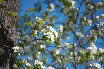blooming apple tree