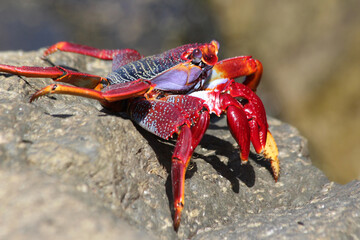 rote_Klippenkrabbe