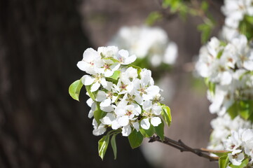 blooming apple tree