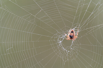hentz orb weaver spider eating it's prey