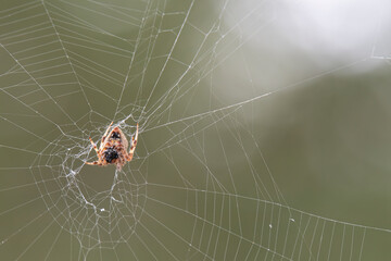 hentz orb weaver spider eating