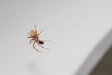 spider hentz orb weaver collects its prey