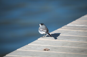 wagtail