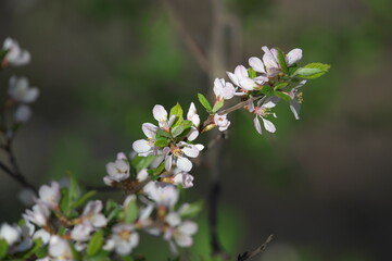 flowers on a branch