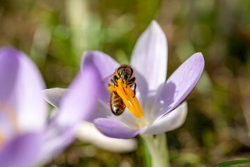 Biene in Krokussen