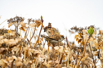 Portrait of two sparrows in an overblown hydrangea bush. close-up against a white sky. copy-space. Selective focus and blurry leaves