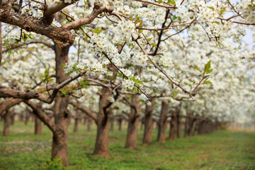 Pear trees blossom in spring