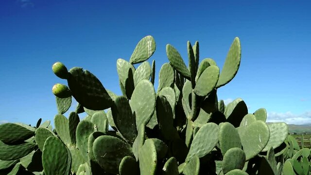 succulent plant typical of Sicily nature cactus prickly pear with fruits green branches swing in the wind  