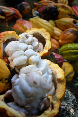 Cracked Cocoa Pods Show White Cocoa Beans