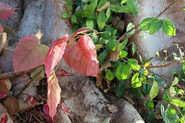 Bodhi leaves reborn in spring that turn light pink and green on sky background trees. Selectable focus