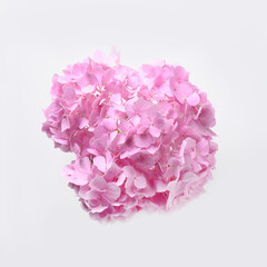 Pink hydrangea flowers on isolated white background. Creative greeting card. View from above.
