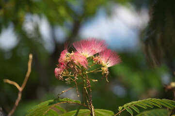 flower in the garden