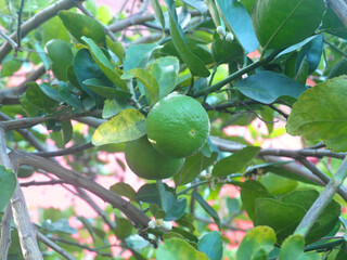 Green limes on a tree. Lime is a hybrid citrus fruit, which is typically round, about 3-6...