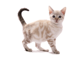 Blue eyed Snow marbled Bengal