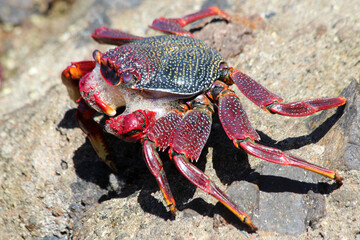 rote_Klippenkrabbe