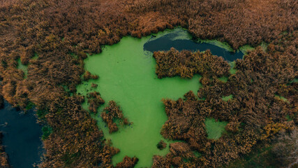 landscape with a river overgrown with duckweed