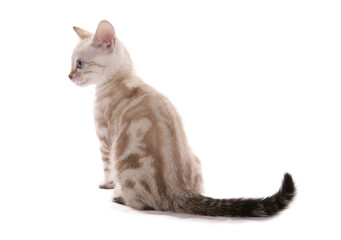 Blue eyed Snow marbled Bengal