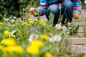 Fototapeta na wymiar Close-up of low section of a 4 year old child in a beautiful springtime meadow with many blooming yellow dandelions picking flowers. Seen in Germany in April.