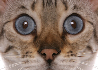 blue eyed snow bengal cat portrait