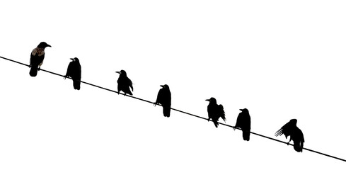 Crows rest on a power line, against a background of white snow. Silhouettes