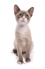 Snowshoe kitten sitting