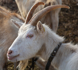 Portrait of a goat. Close up . Detail. 