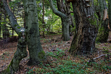 Fototapeta premium Old beech (Fagus Sylvatica) forest in Busov mountains range. Red tourist trail mark on a tree.