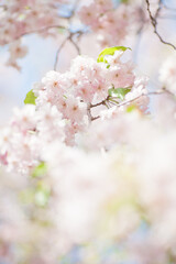 Fototapeta premium 桜