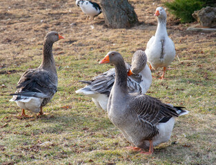 Flock of  geese on the farm. Rural landscape.