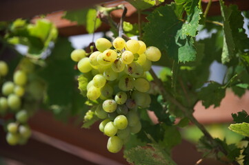 bunch of grapes