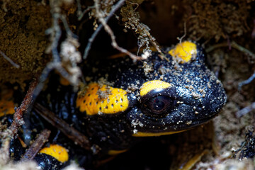 Close-up view of head of fire salamander (Salamandra Salamandra) walking out of ground soil.