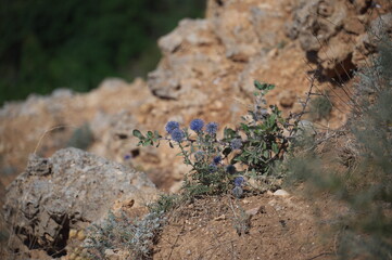 plant growing in the rock
