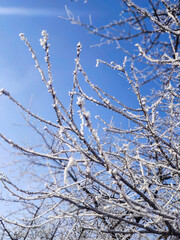 snow covered branches