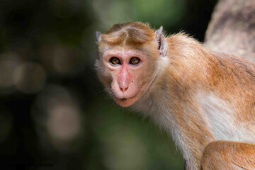 Obraz premium Monkey