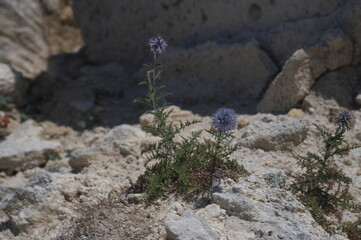 plant growing in the rock