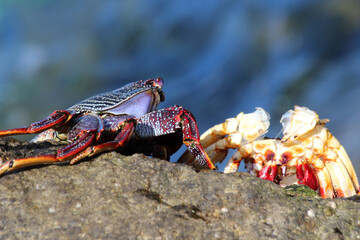 rote Klippenkrabbe frisst Krabbe