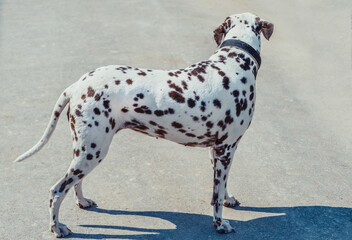 Beautiful dalmatian on the pavement. Cute dog with brown spots. Dalmatian in a collar walking outdoor, looking for something.
