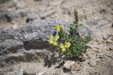 plant growing in the rock